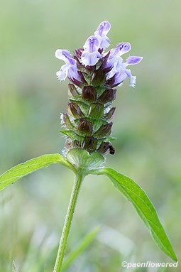 Flowers with leaves